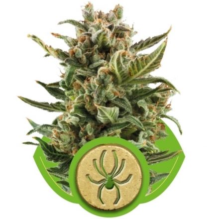 white-widow-automatic-10ks-royal-queen-seeds